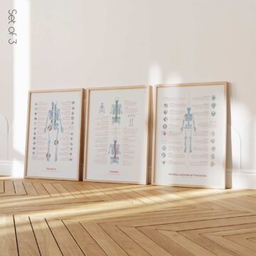 Foot, Knee and Hand Anatomy Set anatomy chart for clinics Foot, Knee and Hand Anatomy Set anatomy chart for clinics